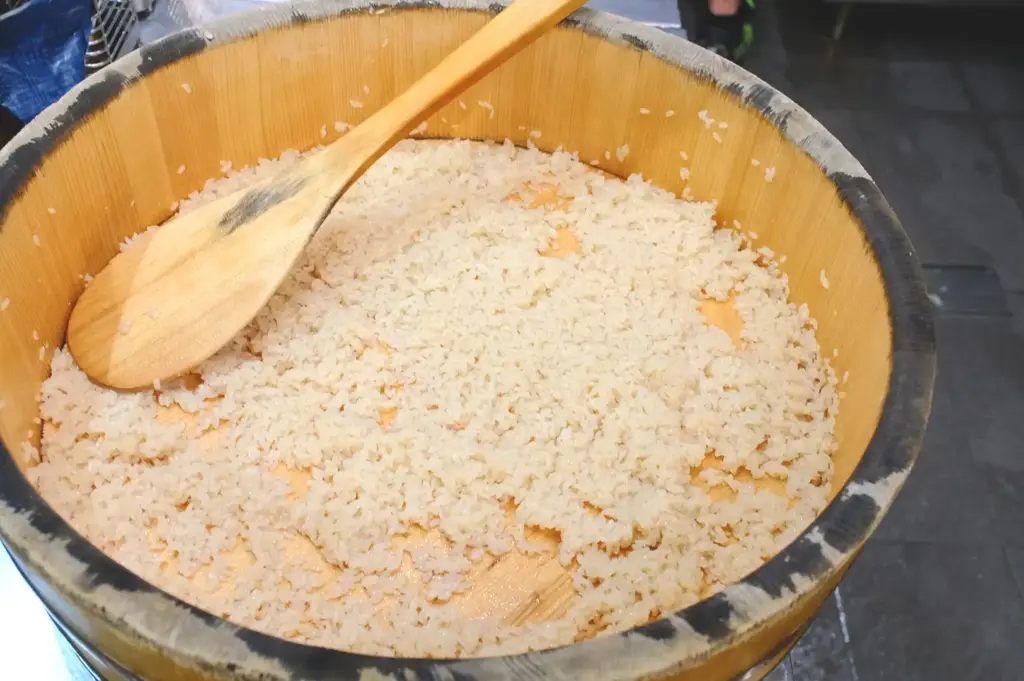 Perfectly seasoned sushi rice resting inside a traditional wooden hangiri tub with a wooden paddle, serving as the essential foundation for a Chirashi don.
